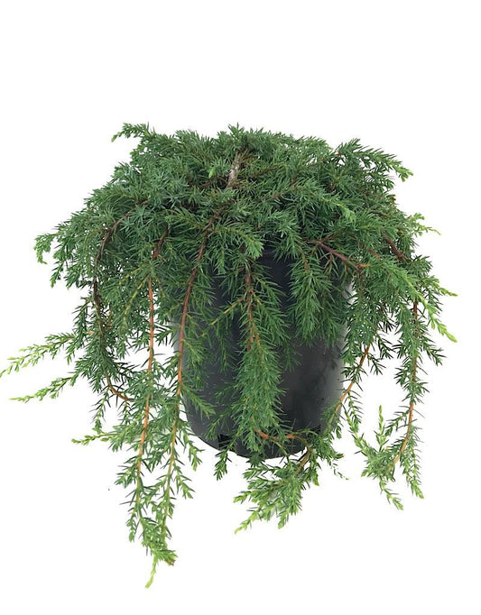 Juniperus communis 'Corielagen' - 1 gal - The Garden Corner