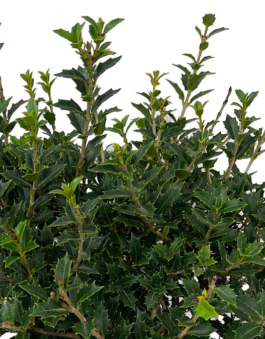 Osmanthus delavayi x heterophylla 1 Gallon
