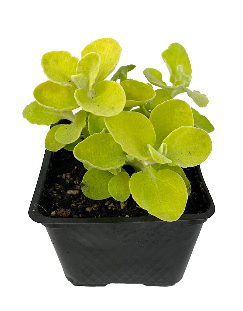 Helichrysum 'Lemon Licorice'