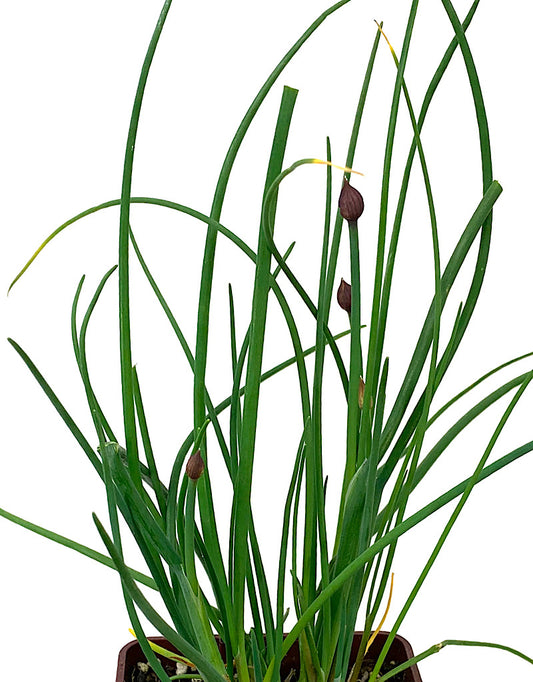 Chives