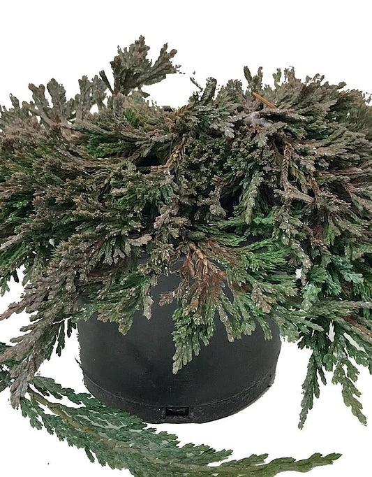 Juniperus h. 'Pancake' 4 inch - The Garden Corner