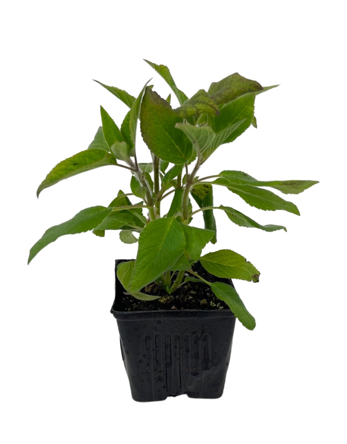 buy pineapple sage plant Salvia 'Pineapple Sage' – The Garden Corner