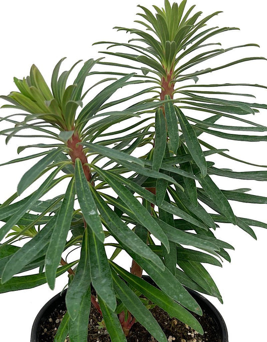 Euphorbia 'Black Pearl' 1 Gallon - The Garden Corner