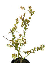 Vaccinium corymbosum Blueberry 'Duke' 1 Gallon