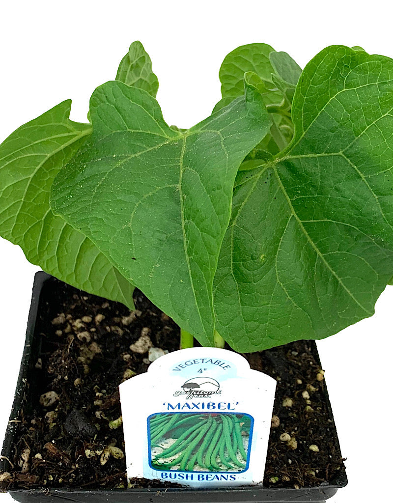 Bush Bean ' Maxibel French Filet'