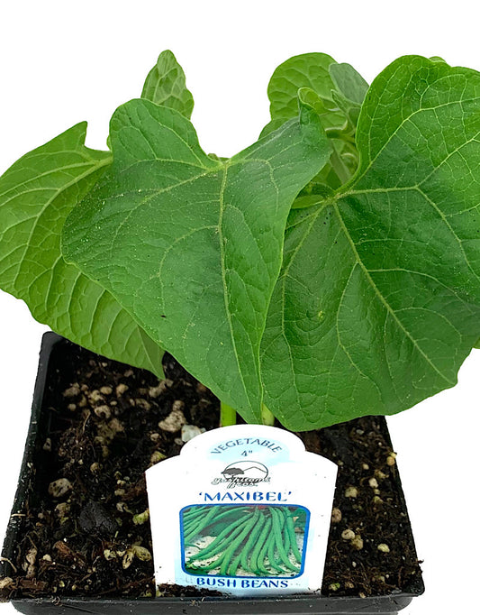 Bush Bean ' Maxibel French Filet'