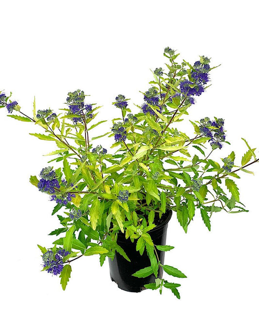 Caryopteris 'Gold Crest' 1 Gallon - The Garden Corner