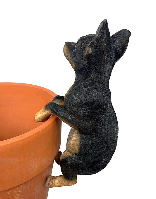 Hang on Chihuahua - The Garden Corner