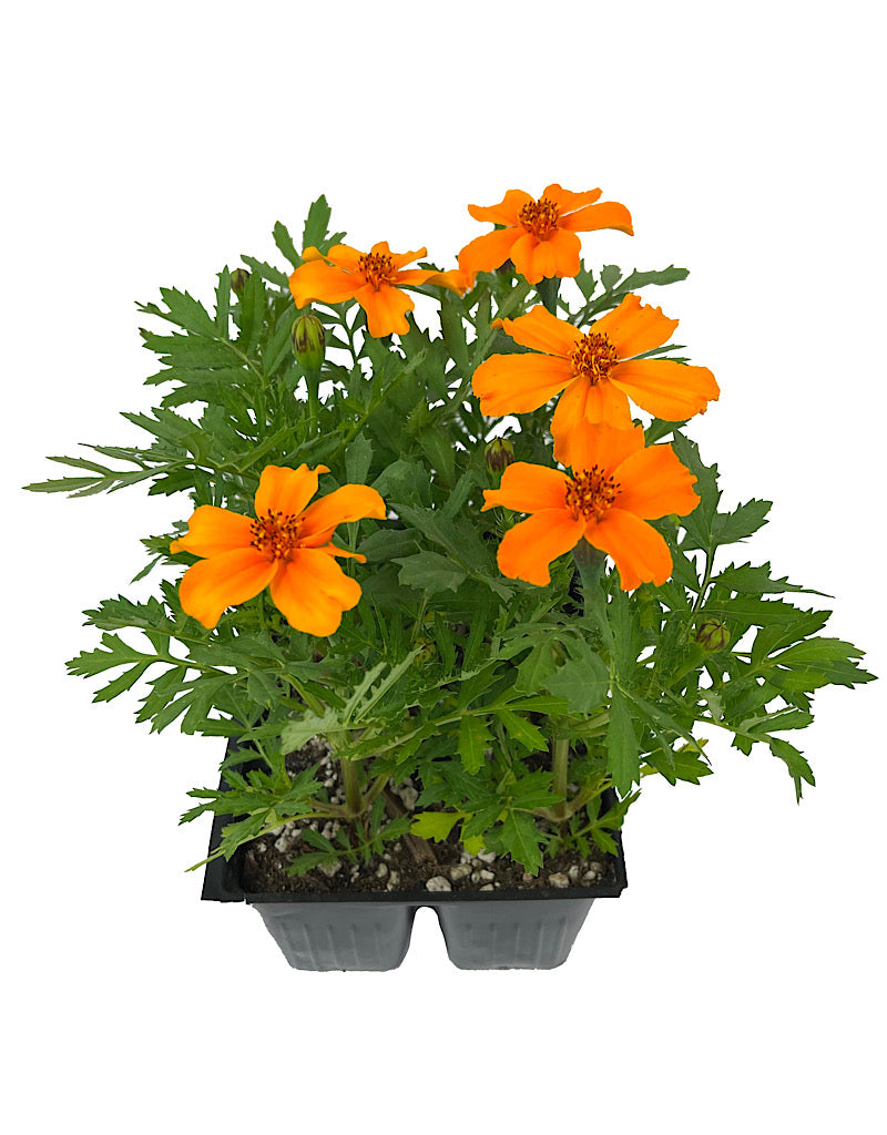 Marigold 'Disco Orange' Jumbo Traypack
