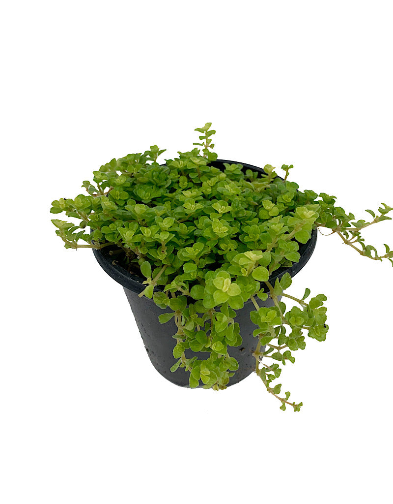 Pilea depressa - House Plants