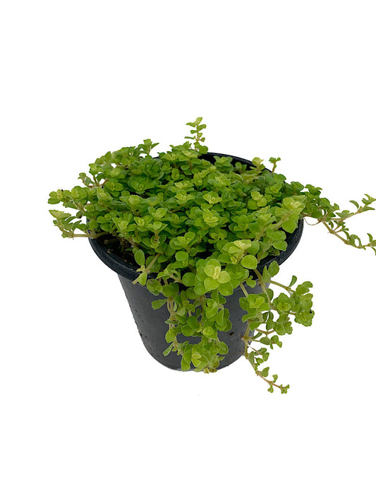 Pilea depressa - House Plants