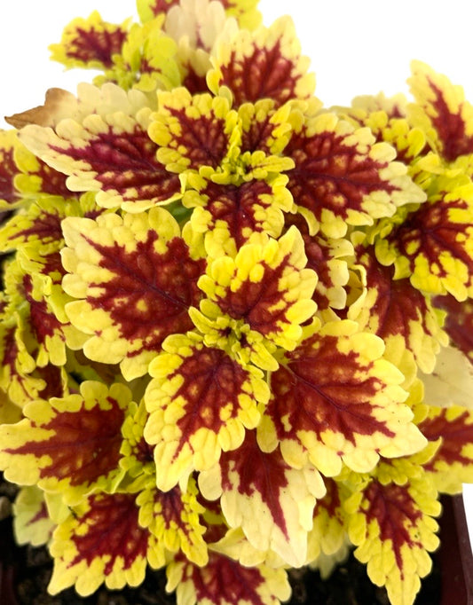 Coleus 'FC Shocker'