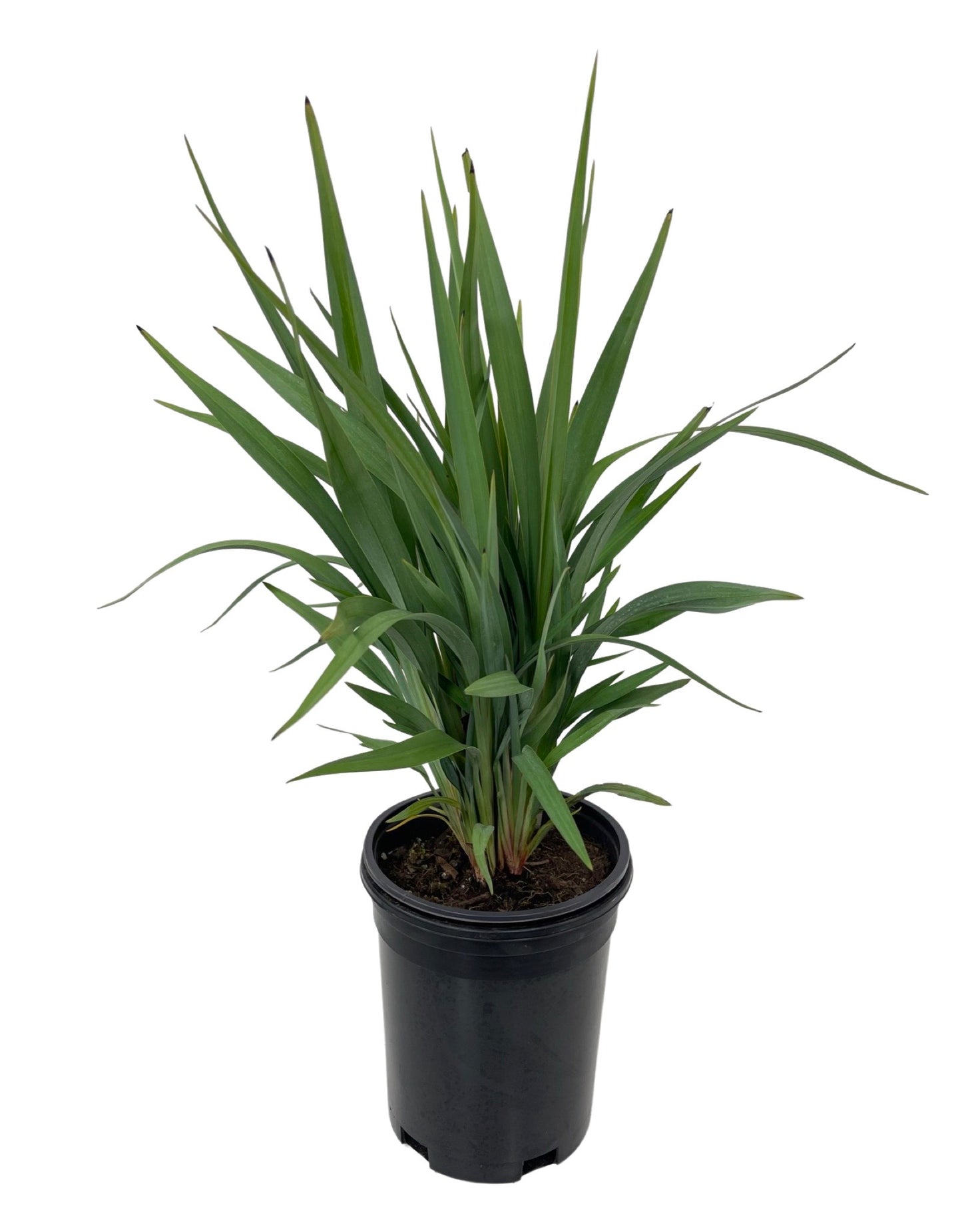 Dianella hybrid 'Clarity Blue'