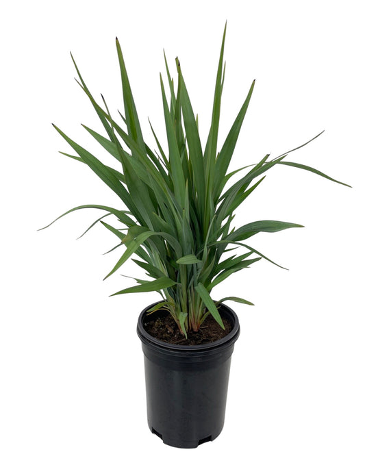 Dianella hybrid 'Clarity Blue'