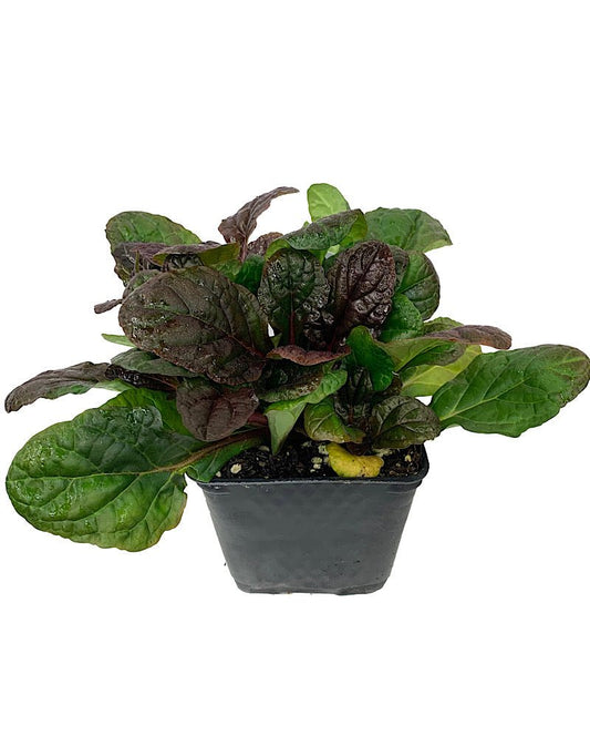 Ajuga reptans 'Mahogany' 4 inch - The Garden Corner