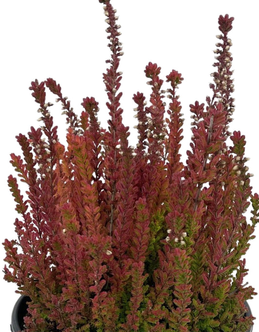 Calluna vulgaris 'Firefly'