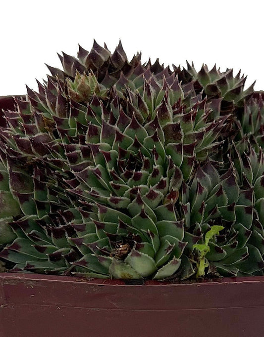 Sempervivum 'Mrs. Giuseppe' - The Garden Corner