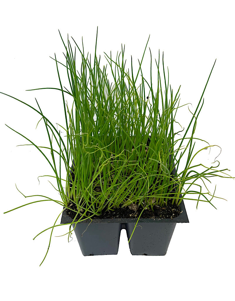 Onion 'White Sweet Spanish'