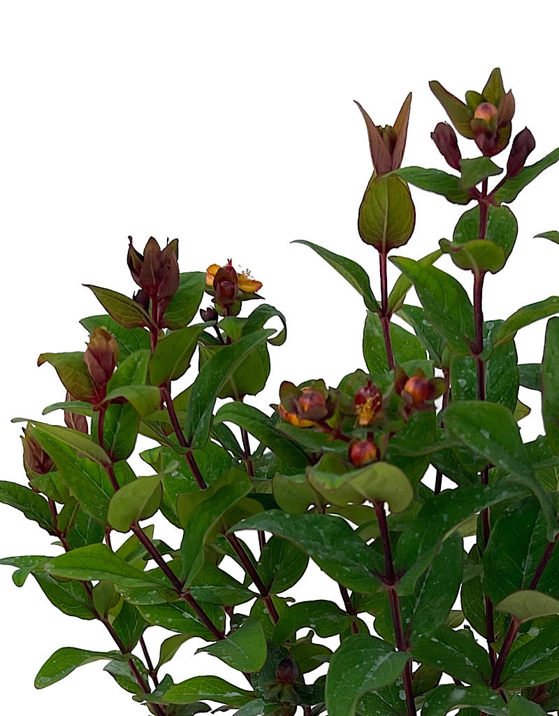 Hypericum 'Magical Universe' 1 Gallon