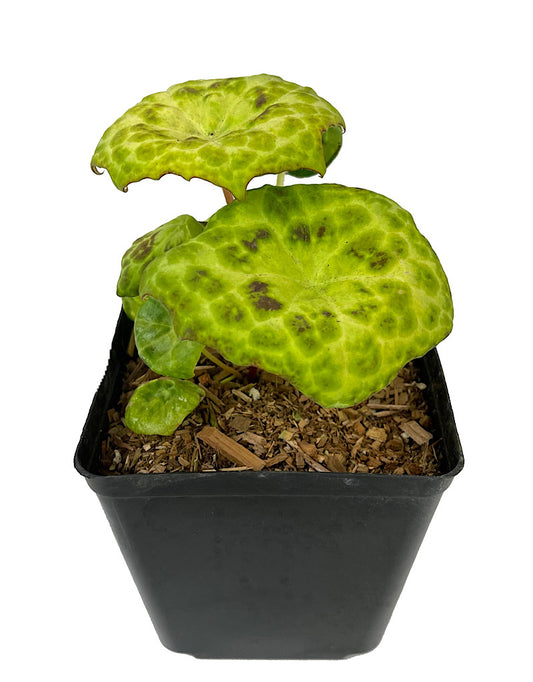 Podophyllum peltatum 'Spotty Dotty'