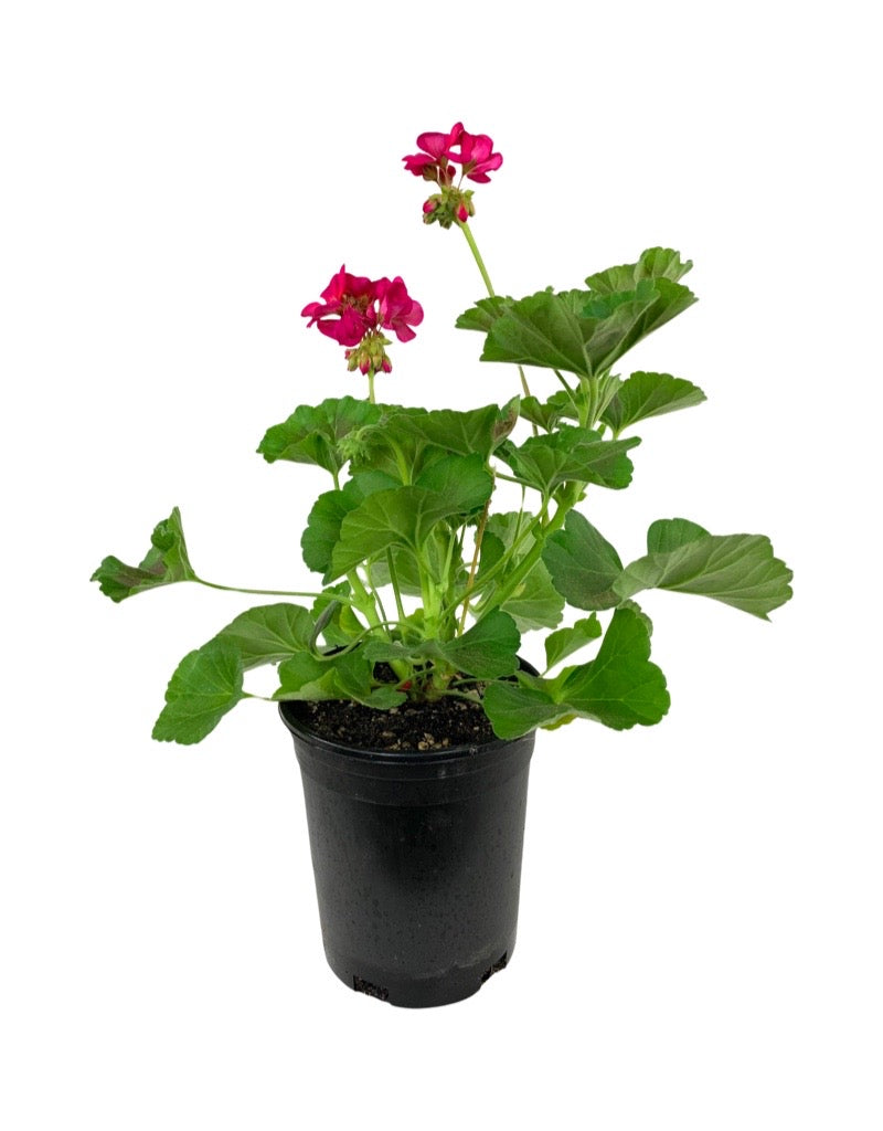 Geranium Zonal 'Rocky Mountain Violet'