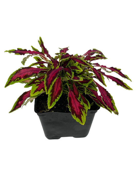 Coleus 'Spitfire'