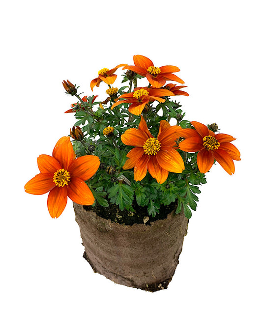 Bidens 'Bidy Bop Blaze'