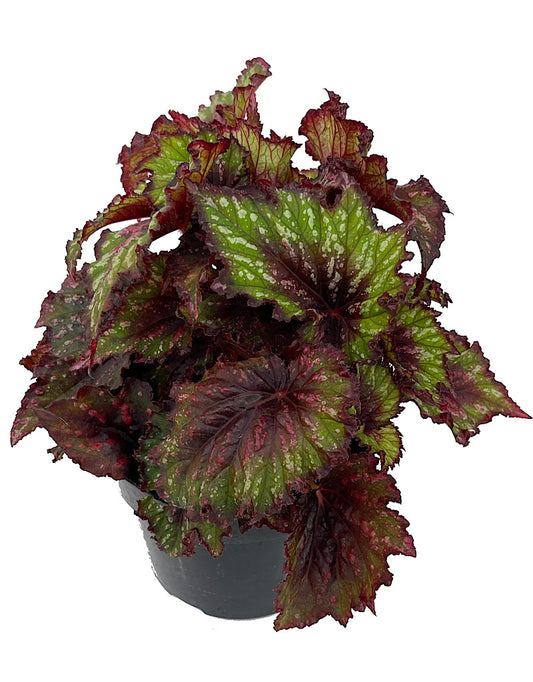 Begonia 'T-Rex Painter's Palette'