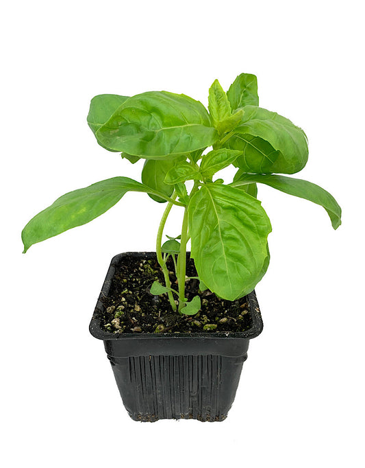 Basil Sweet Italian