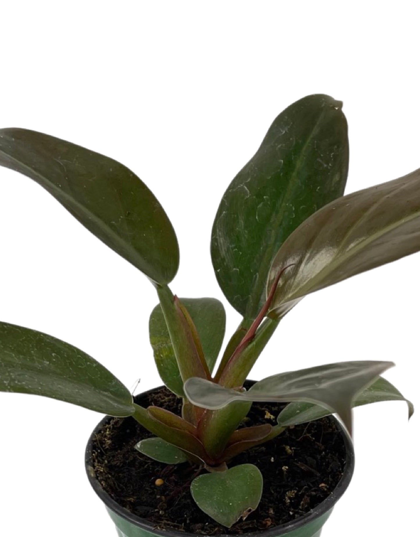 Philodendron 'Red Diamond'