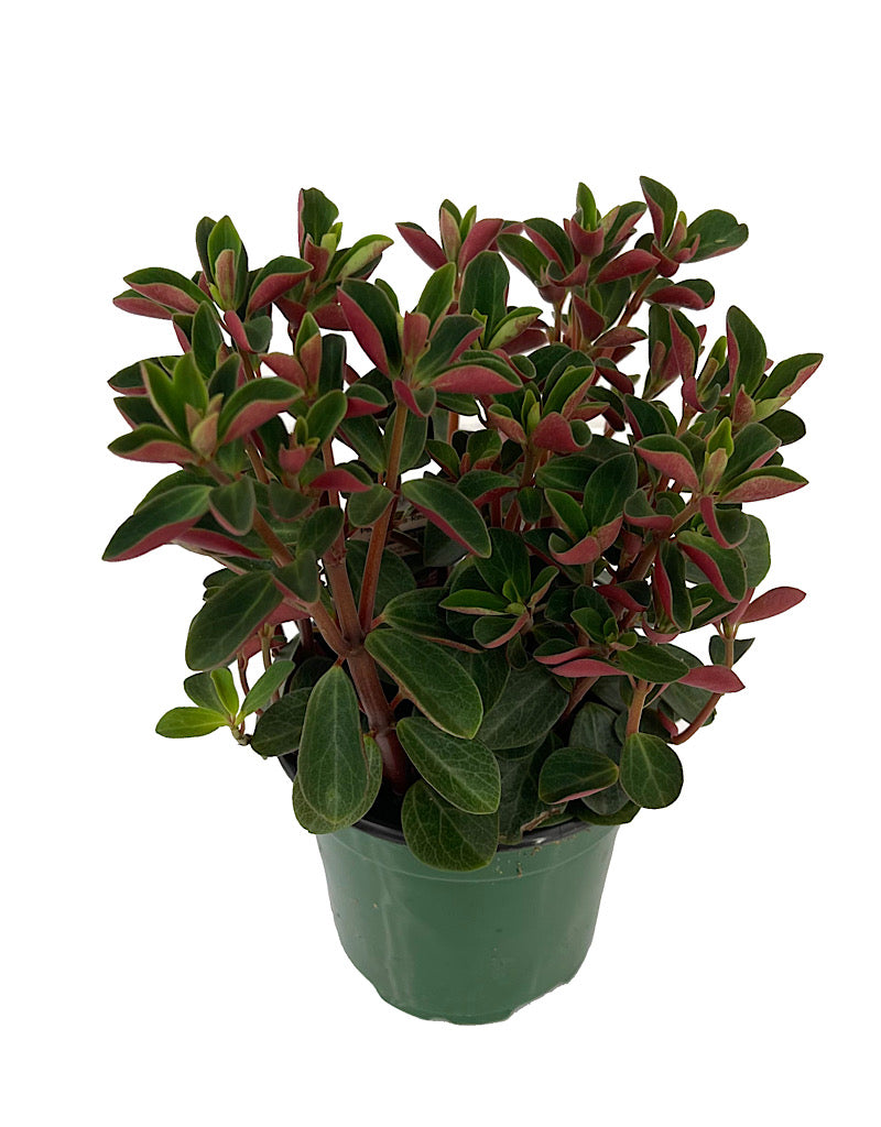 Peperomia verticillata 'Double Duty'
