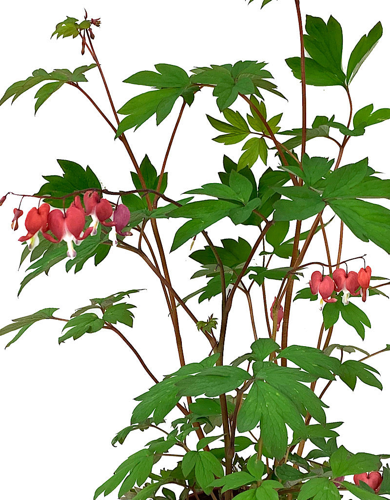 Dicentra spectabilis 'Valentine'