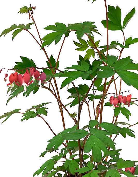 Dicentra spectabilis 'Valentine'