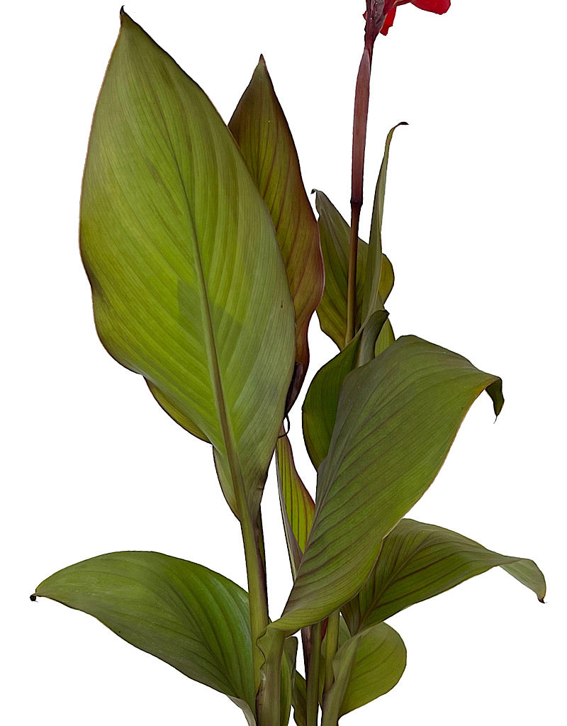 Canna 'Cannova Bronze Scarlet' 1 Gallon