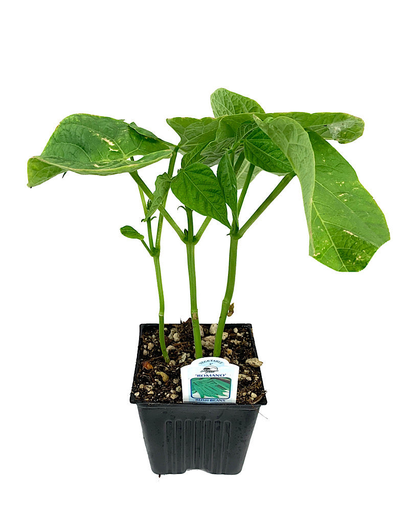 Bean 'Romano Bush' 4 inch