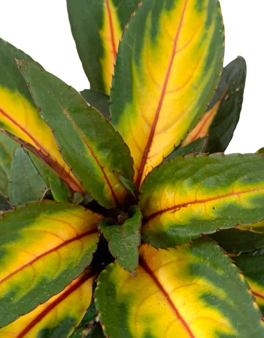 Sunpatiens 'Painted Paradise Orange'