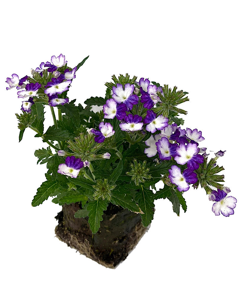 Verbena 'Wicked Cool Blue'