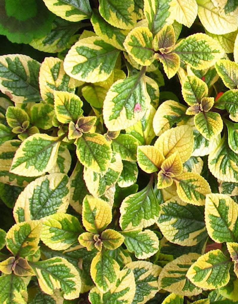 Plectranthus ciliatus 'Guacamole' 4 Inch