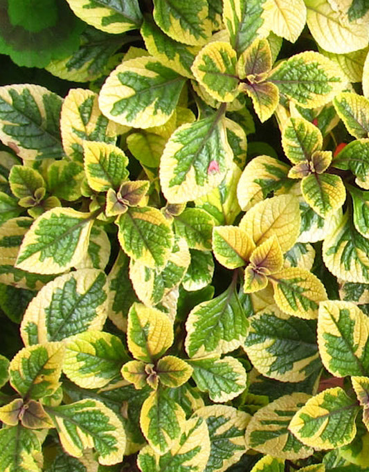 Plectranthus ciliatus 'Guacamole' 4 Inch