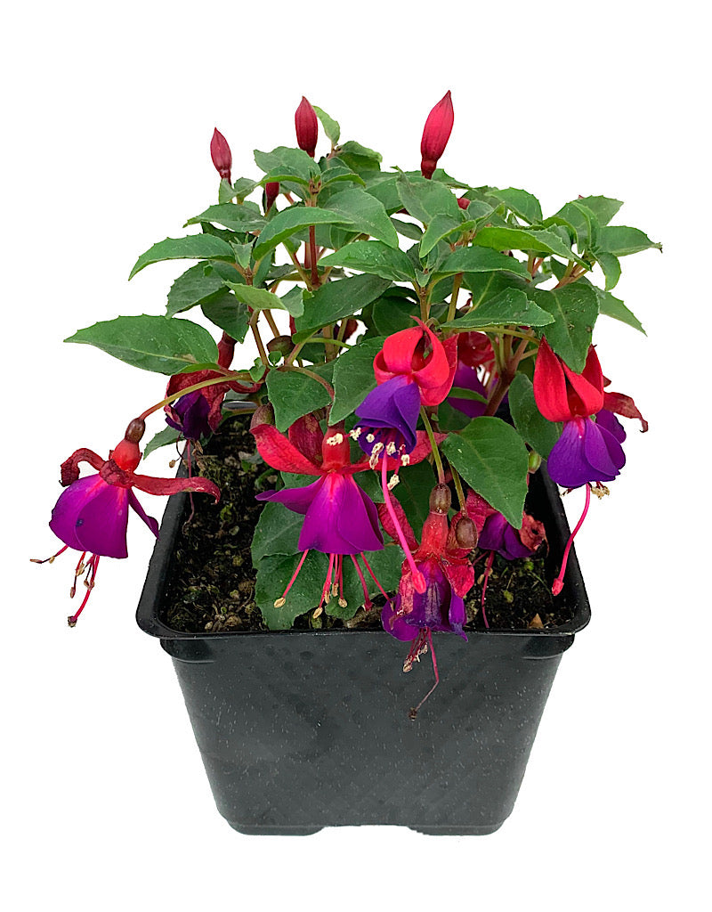 Fuchsia 'Shadow Dancer Marcia' 4 Inch