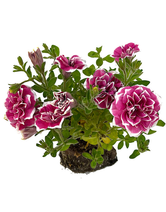 Petunia 'Pink Diamond' 4 Inch