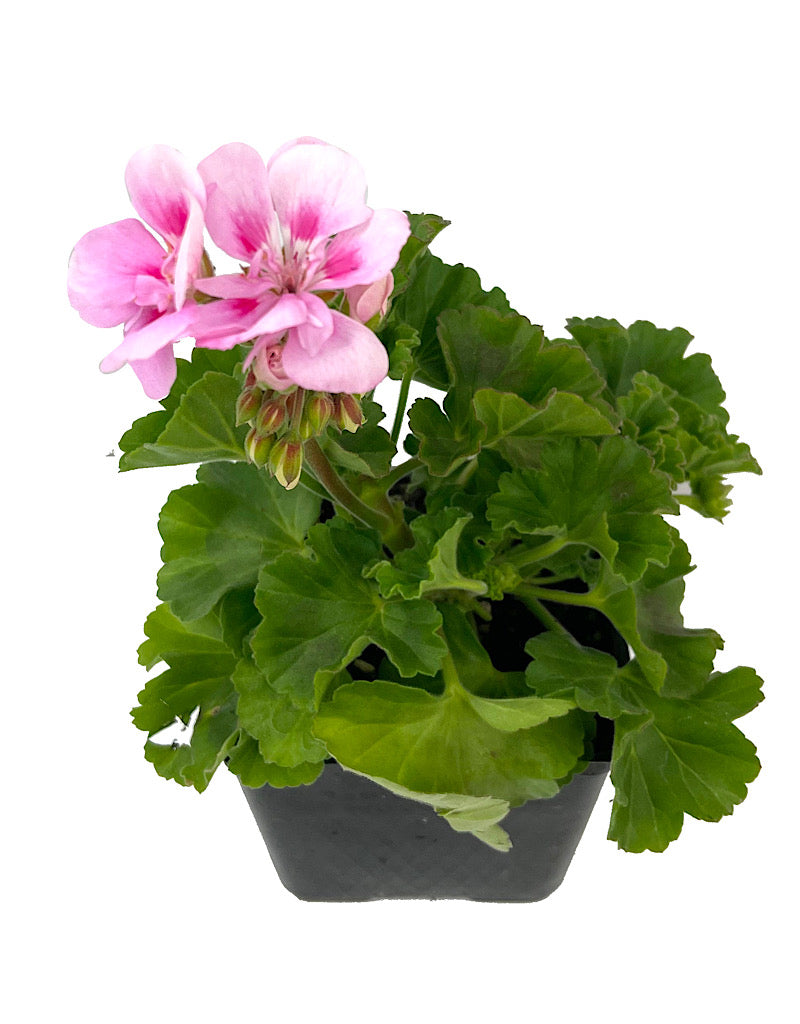 Geranium Zonal 'Tango Light Pink'