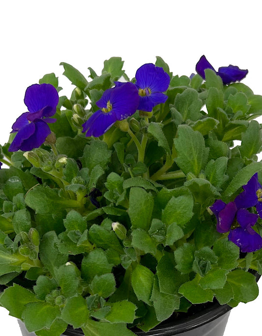 Aubrieta 'Axcent Deep Purple'