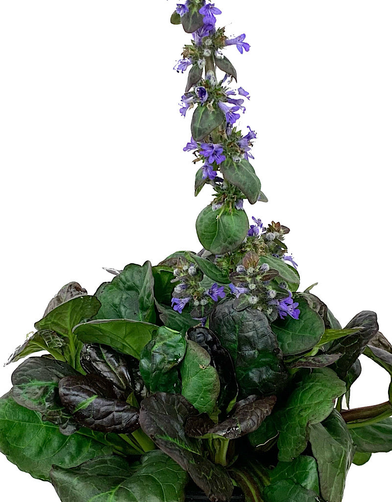 Ajuga 'Catlin's Giant' 1 Gallon