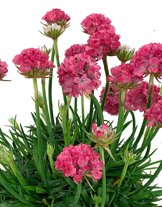 Armeria pseudarmeria 'Dreamland' - The Garden Corner