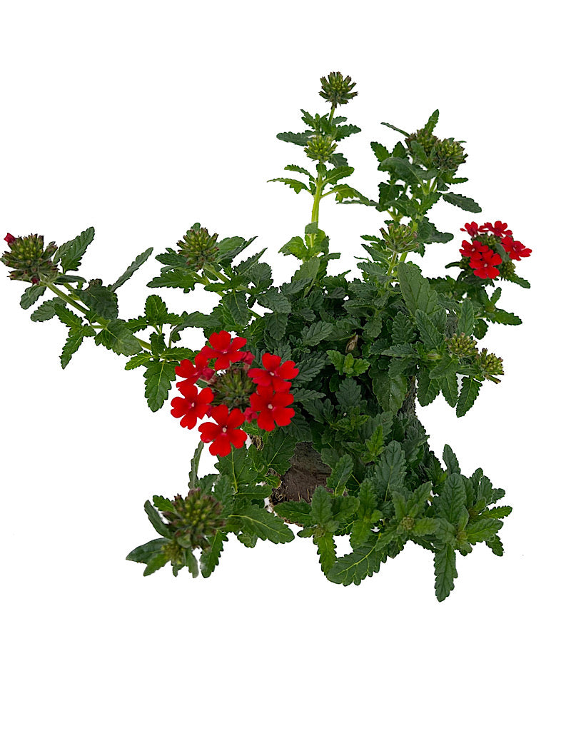 Verbena 'Firehouse Red'