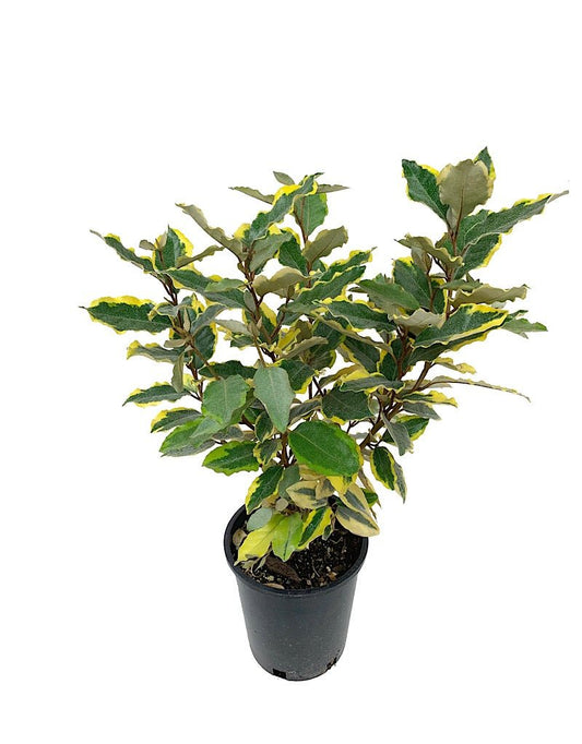 Elaeagnus x e. 'Olive Martini' 1 Gallon - The Garden Corner