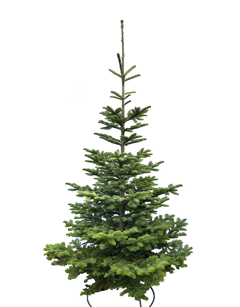 Natural Christmas Tree