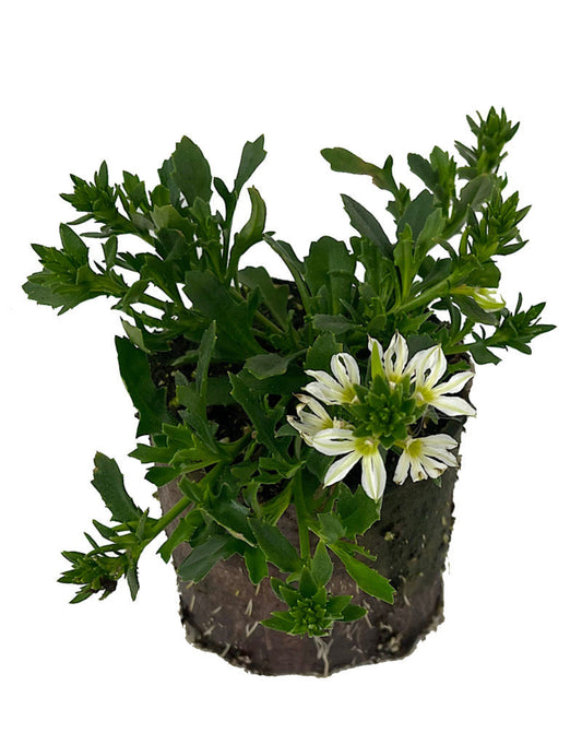 Scaevola 'Surdiva White Imp'