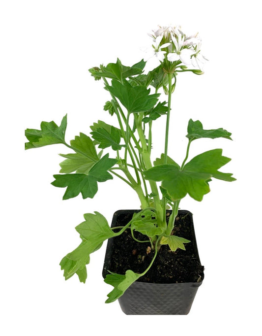 Geranium Zonal 'Starry Pure White'